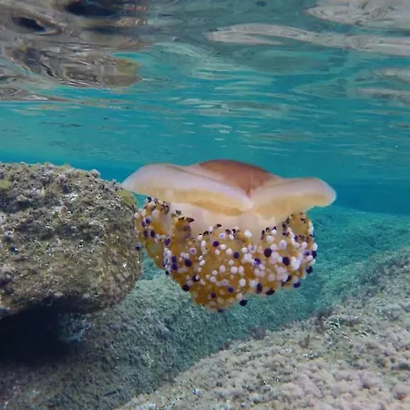 Profumo Di Mare