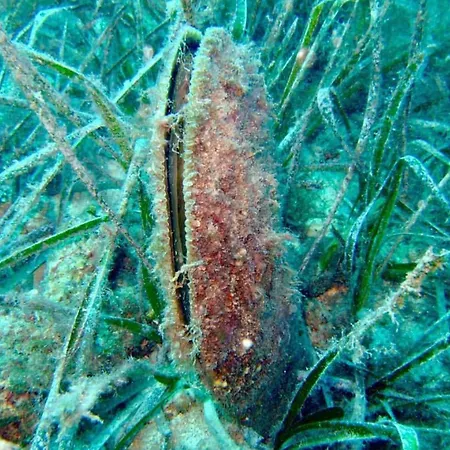 Profumo Di Mare Dom wakacyjny Magomadas